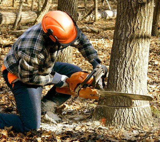 Tree Removal in Muddy, IL
